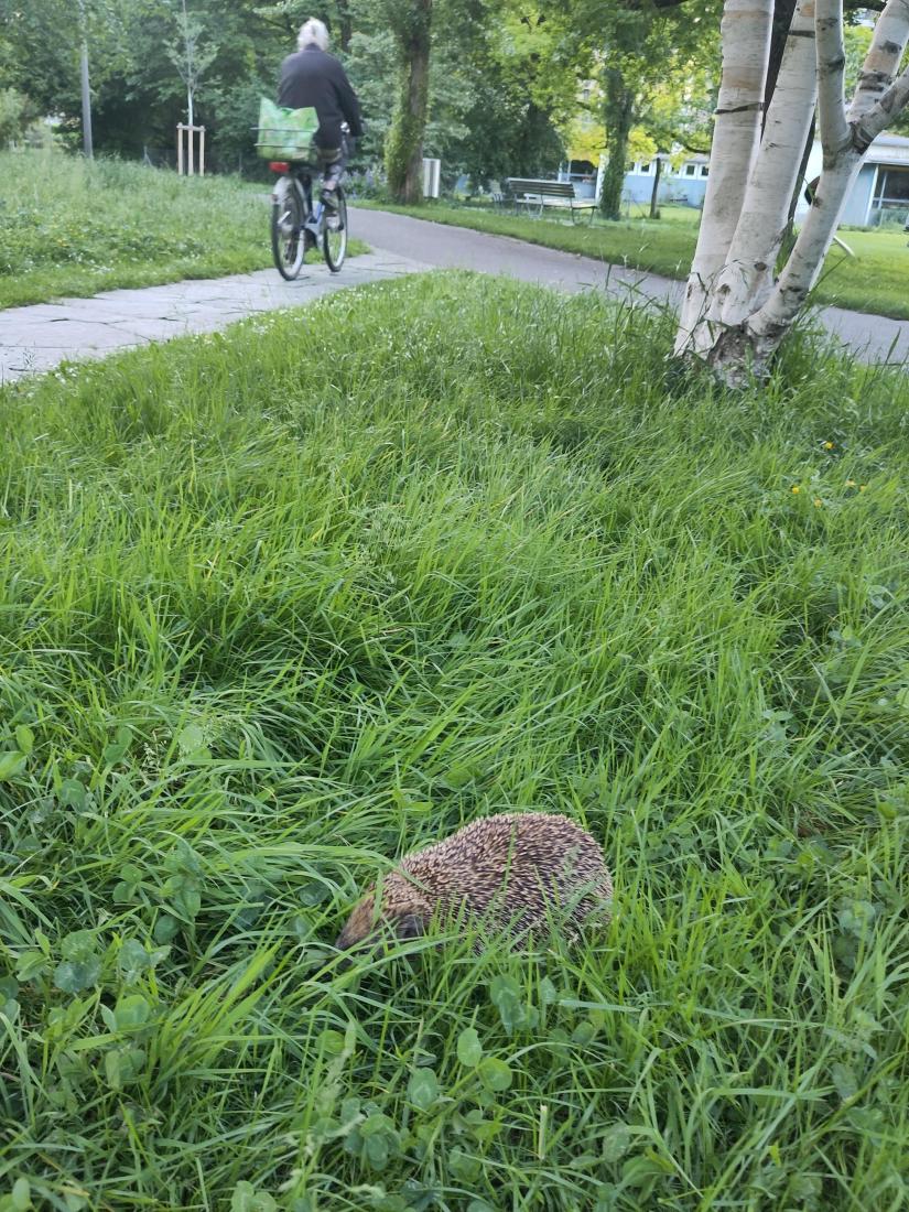 Igel