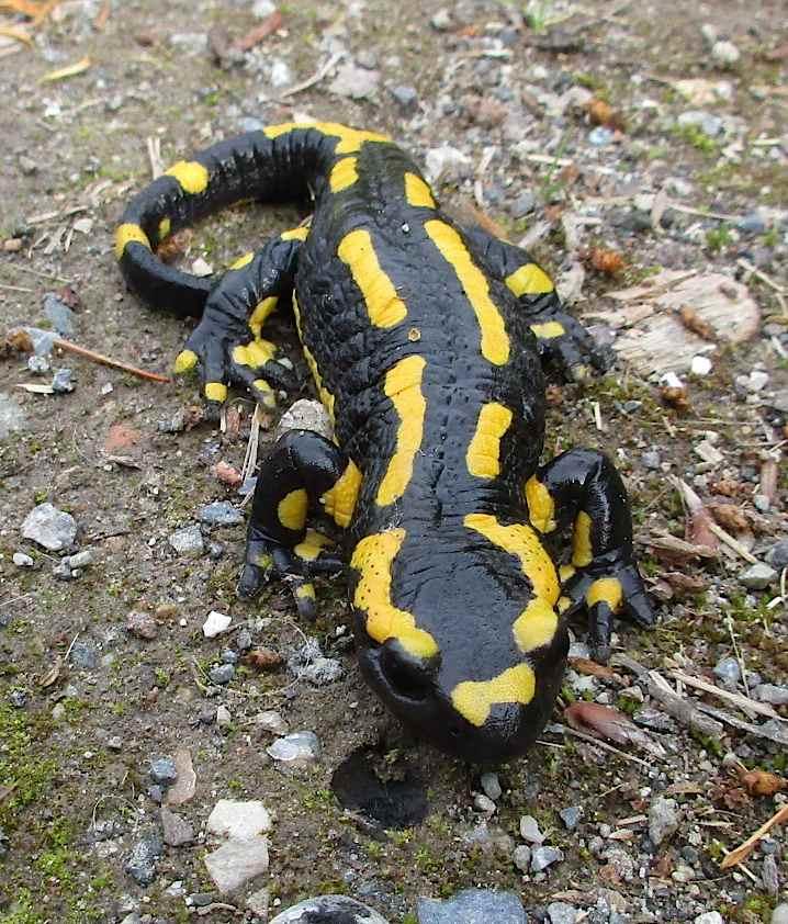 Feuersalamander