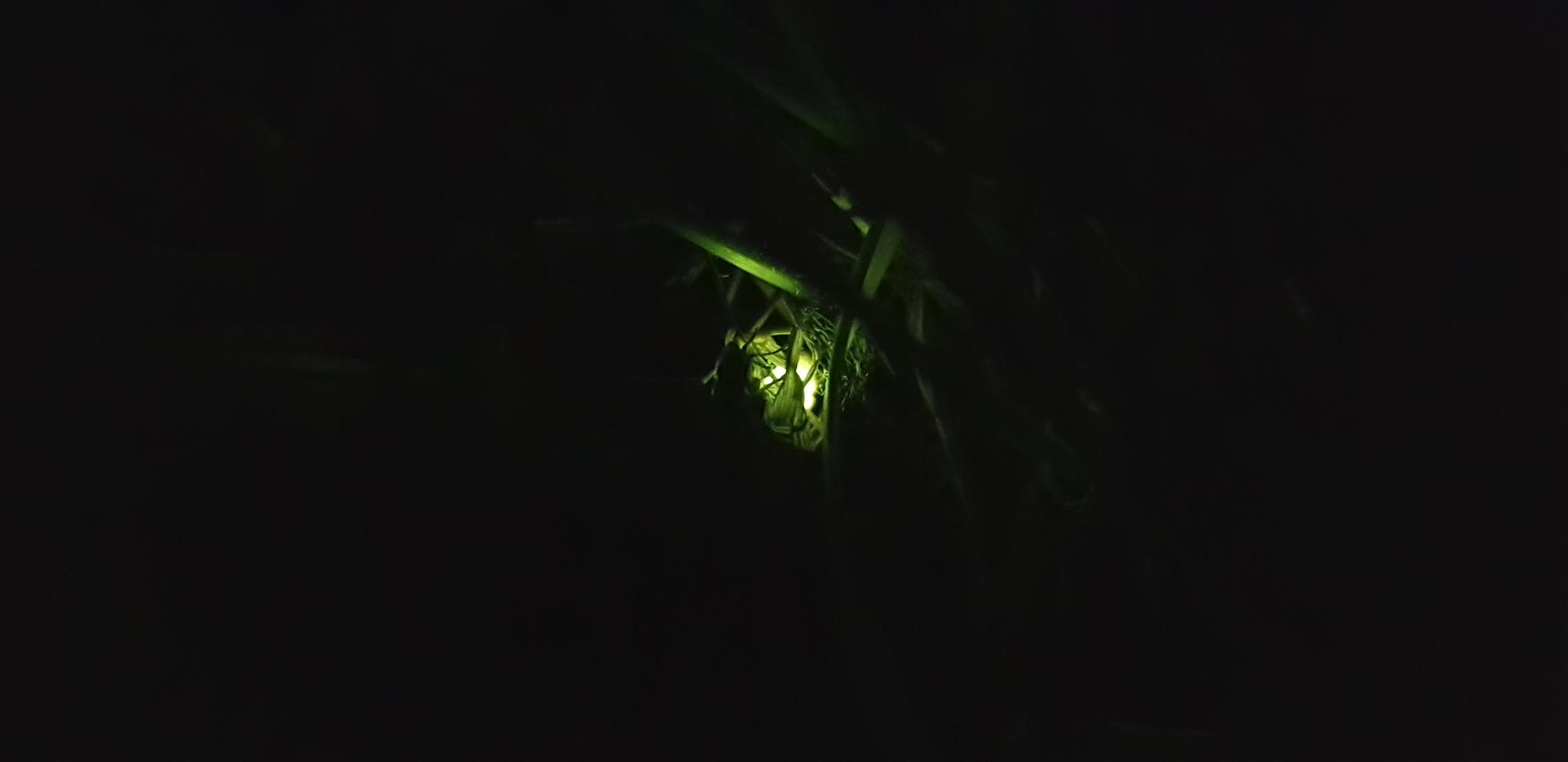 Glühwürmchen
