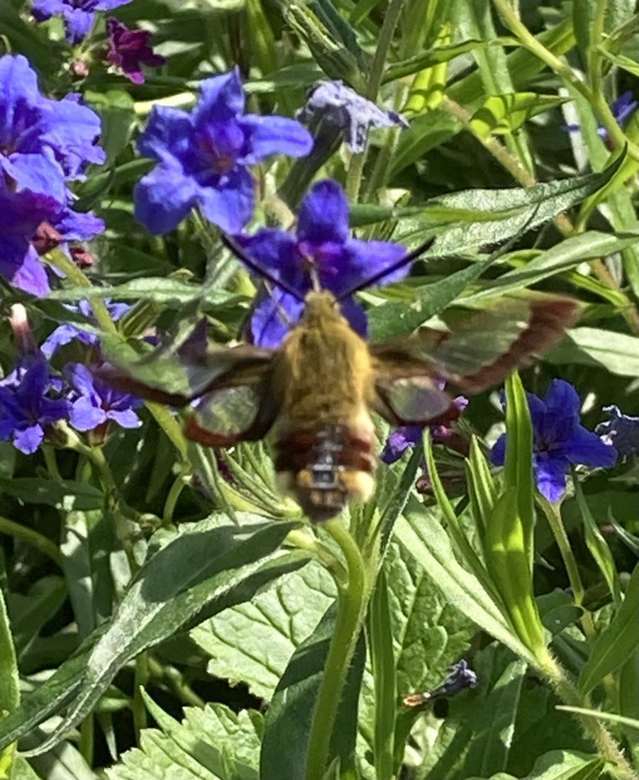 Schmetterling 