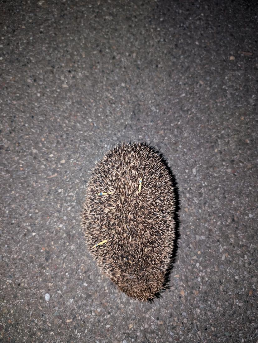 Igel 