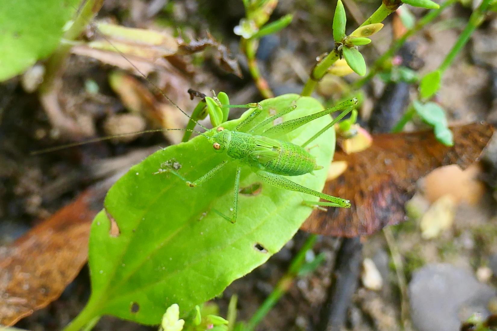 Sichelschrecke (Phaneroptera sp)