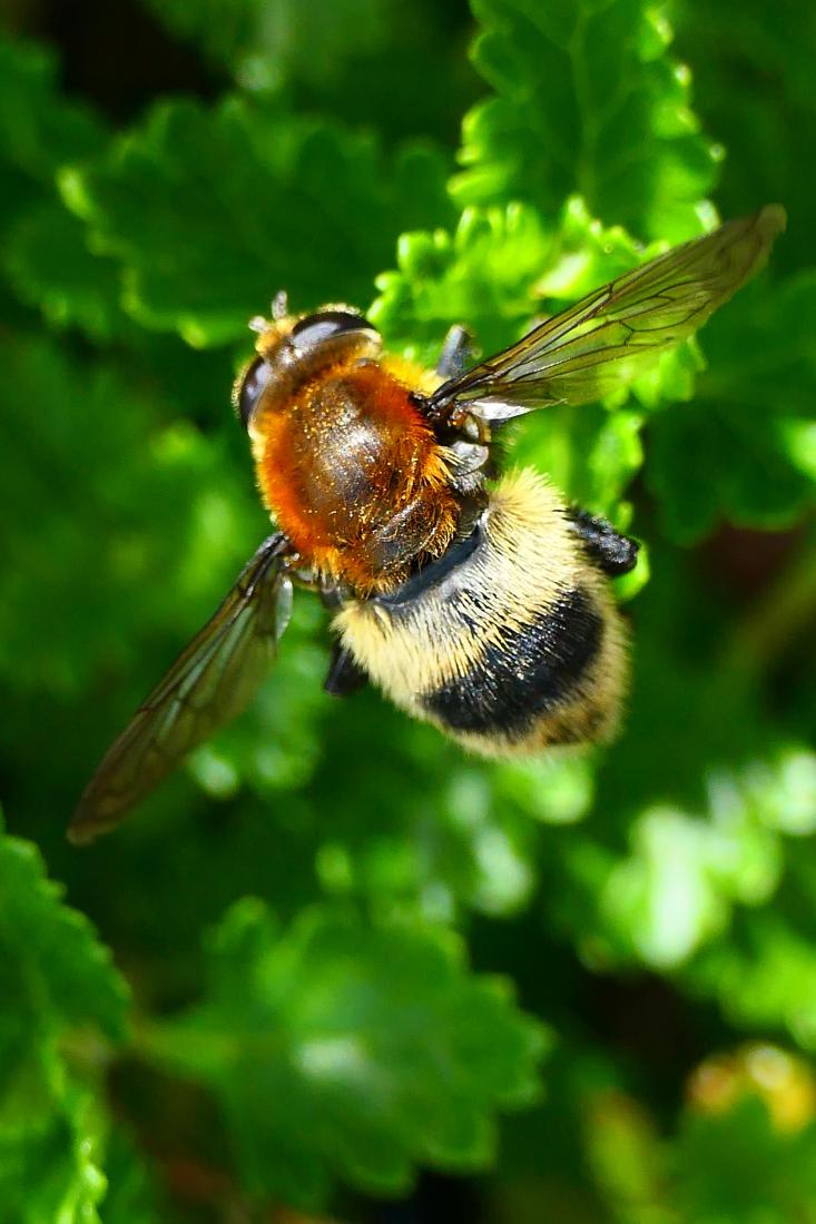 Narzissenschwebfliege (Merodon equqestris)