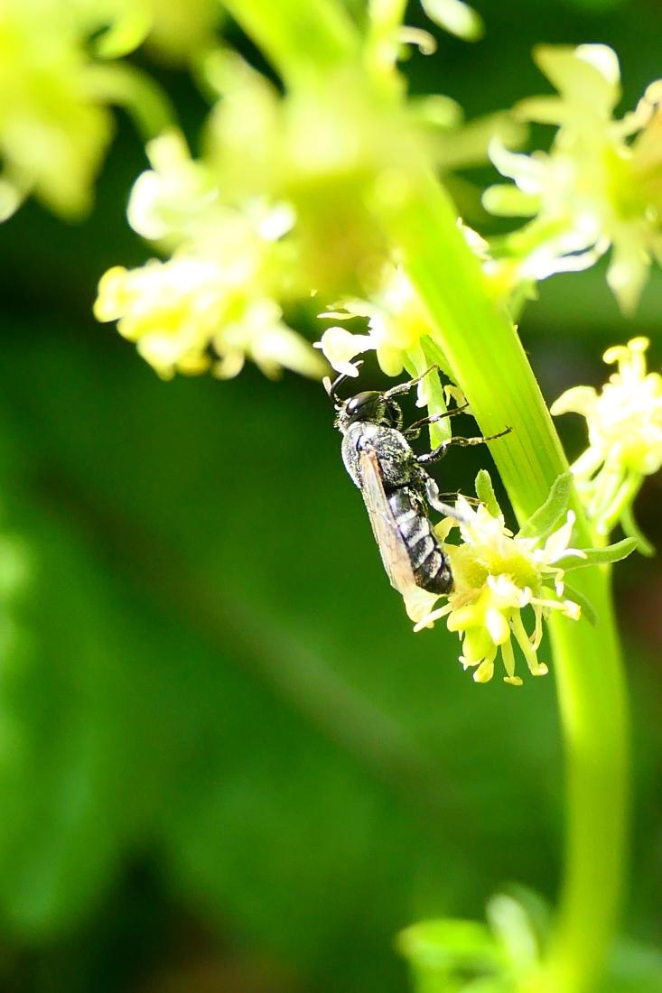 Reseda-Maskenbiene 