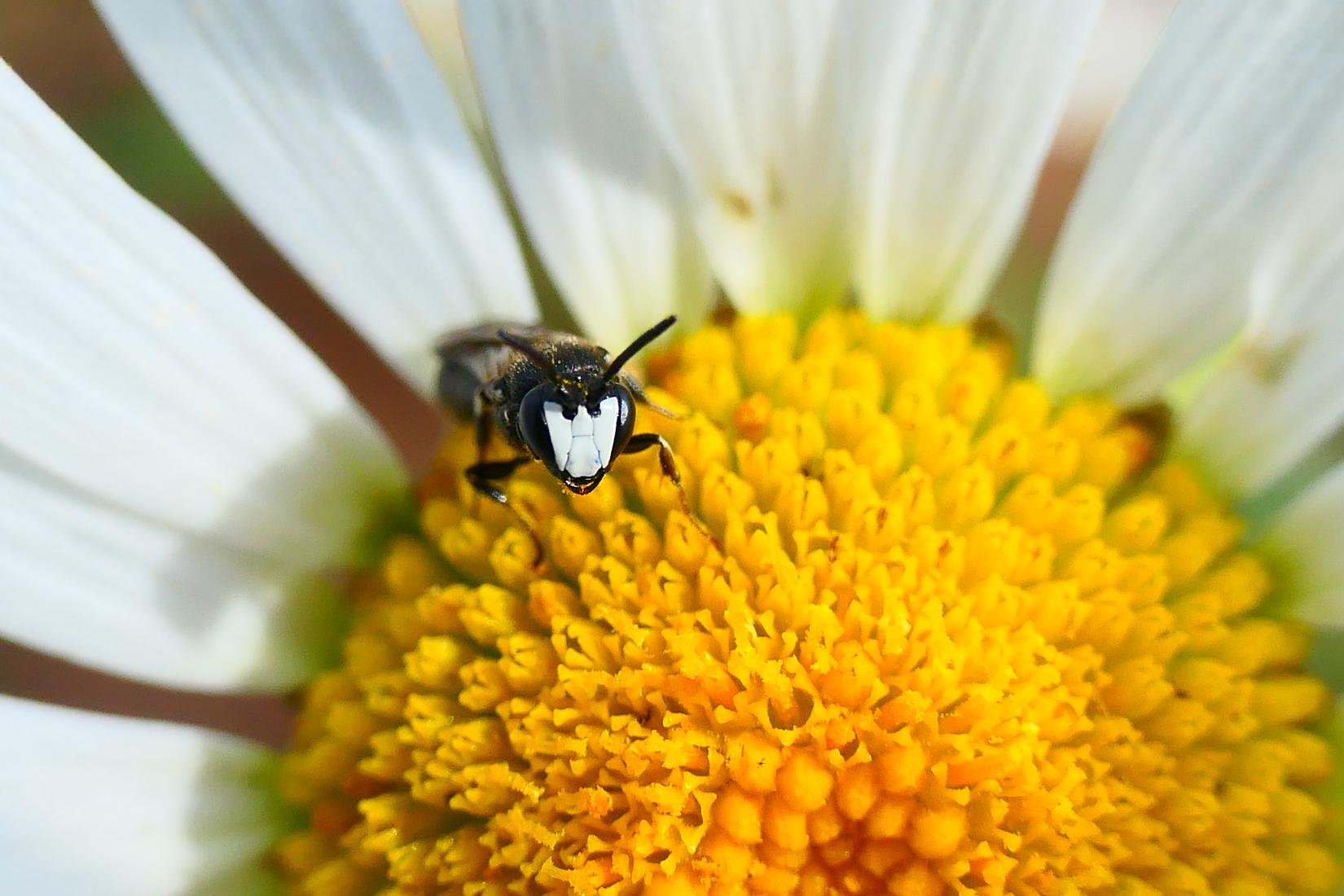 Maskenbiene (Hylaeus nigritus?)