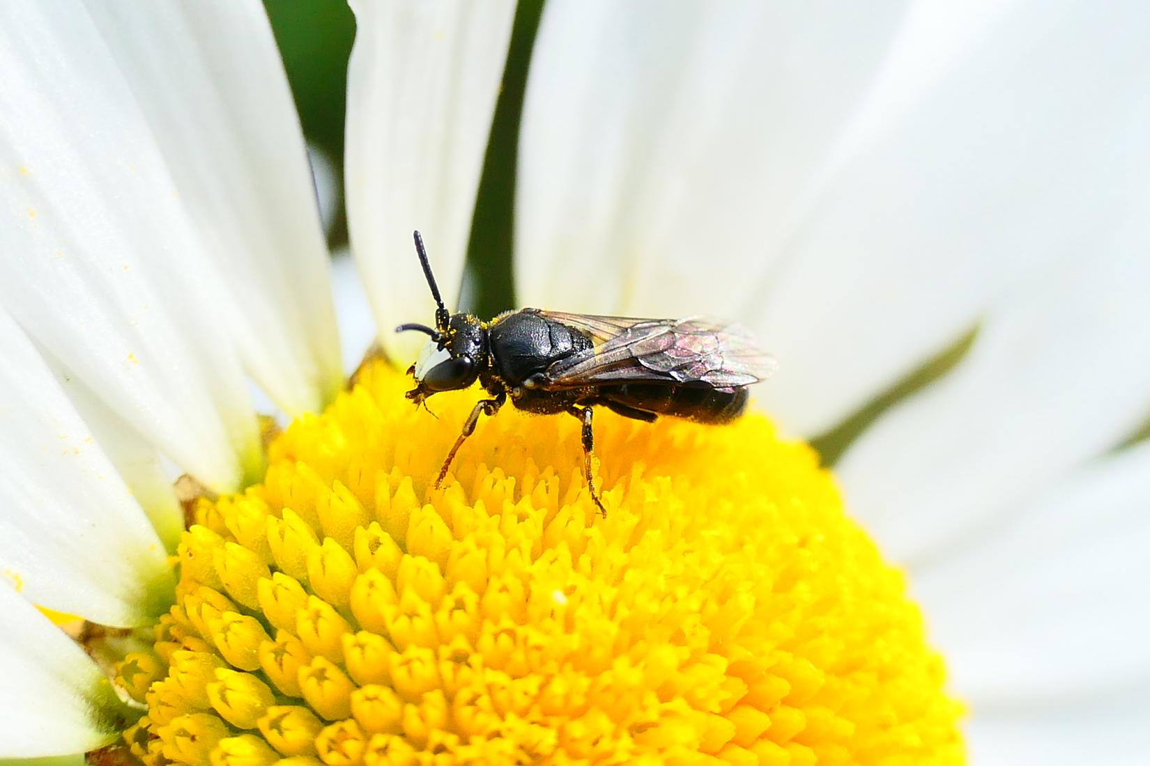 Maskenbiene (Hylaeus nigritus?)