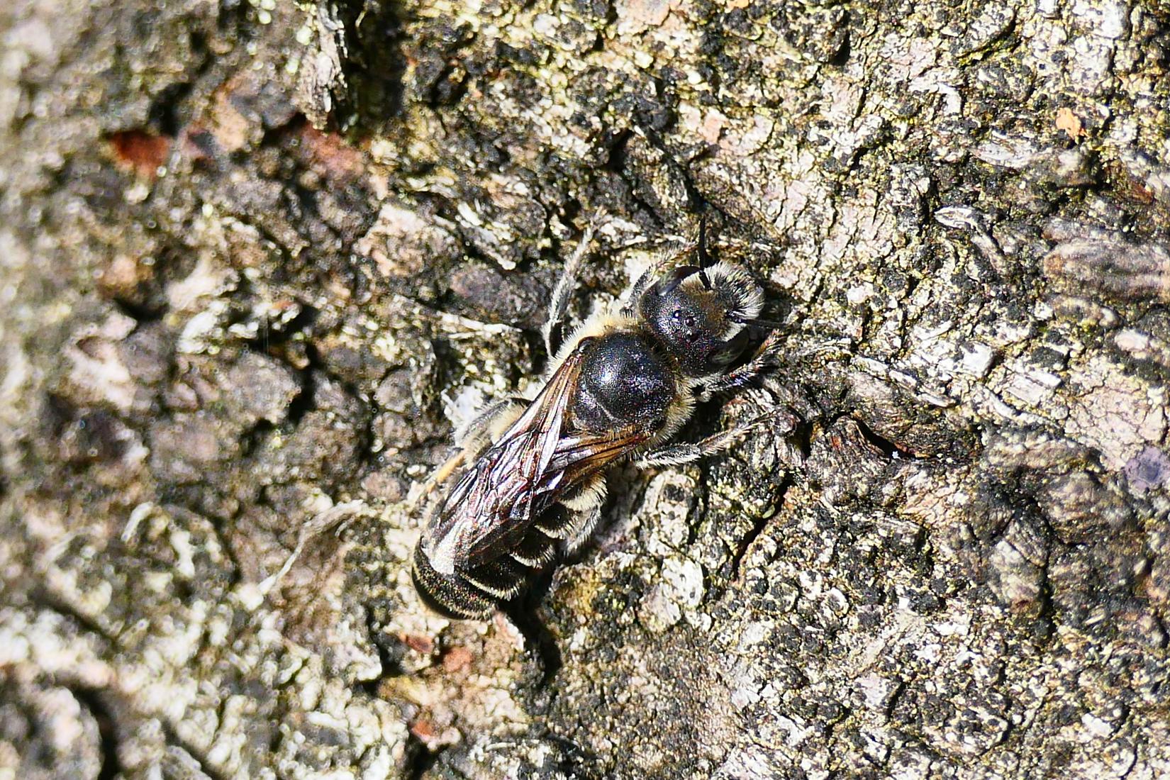 Natternkopf Mauerbiene 