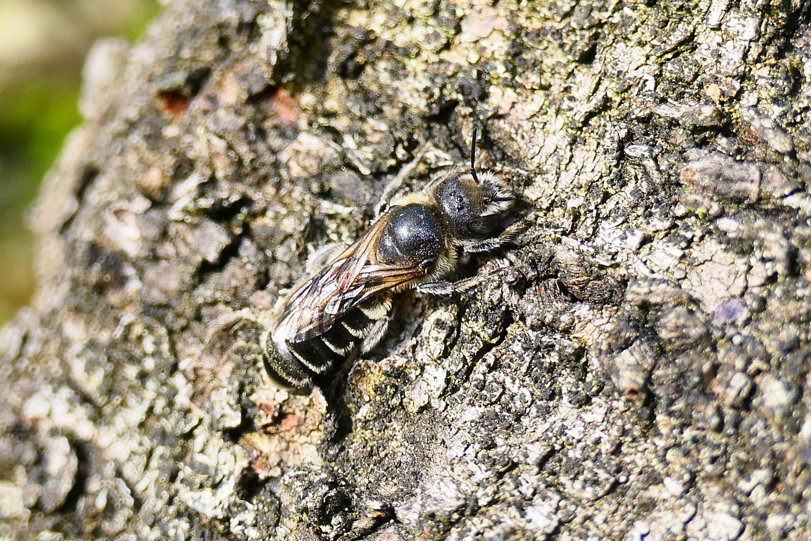 Natternkopf Mauerbiene 