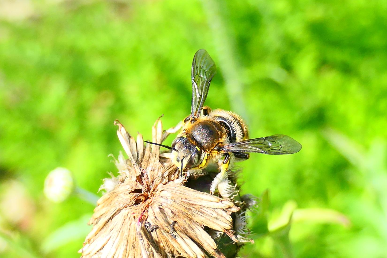 Wollbiene (Anthidium punctatum)