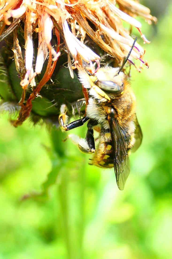 Wollbiene (Anthidium punctatum)