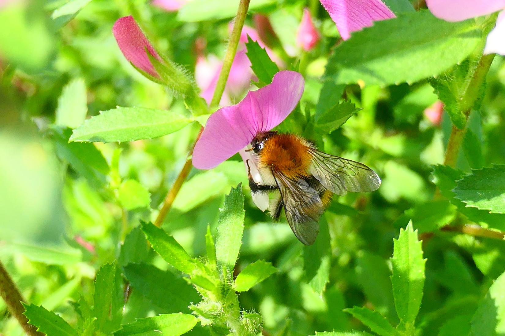 Ackerhummel 