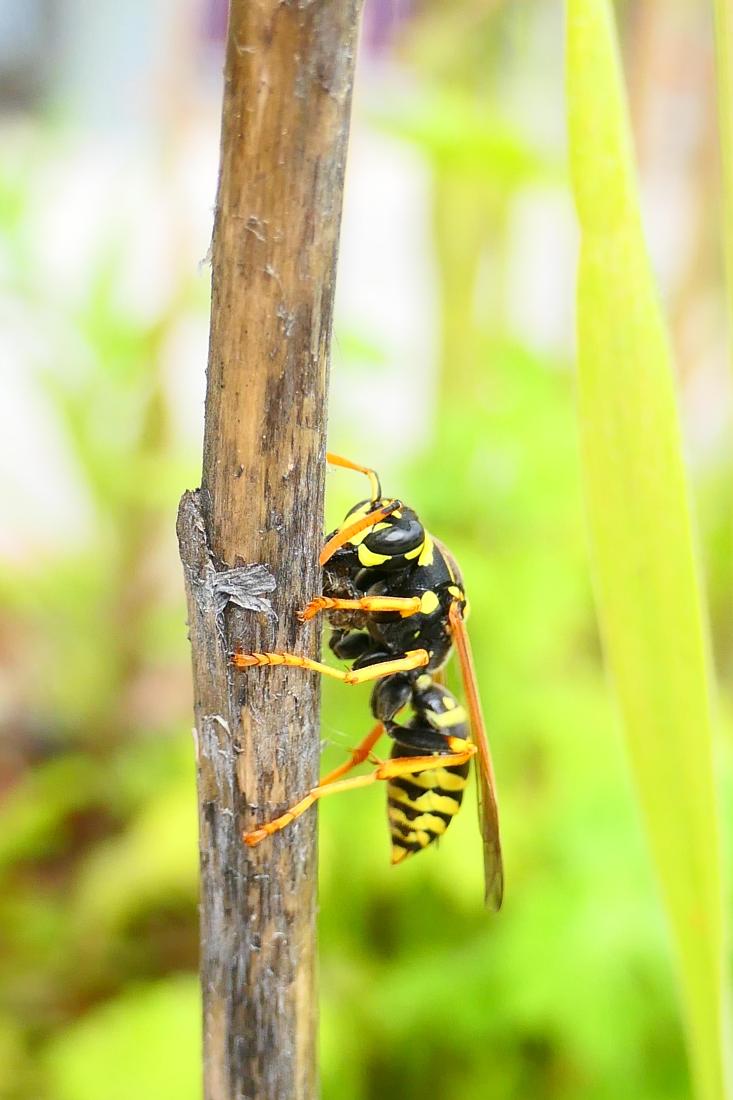 Haus-Feldwespe (Polistes dominula)