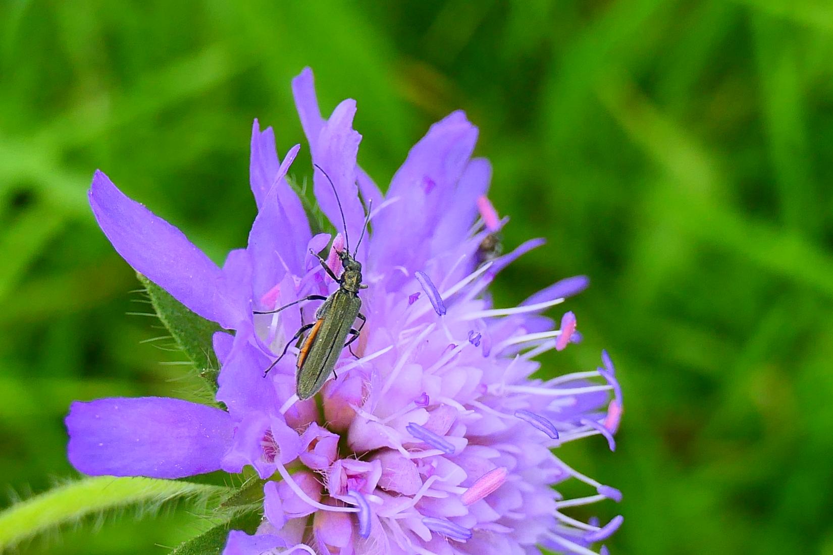 Scheinbockkäfer (Oedemera sp.)