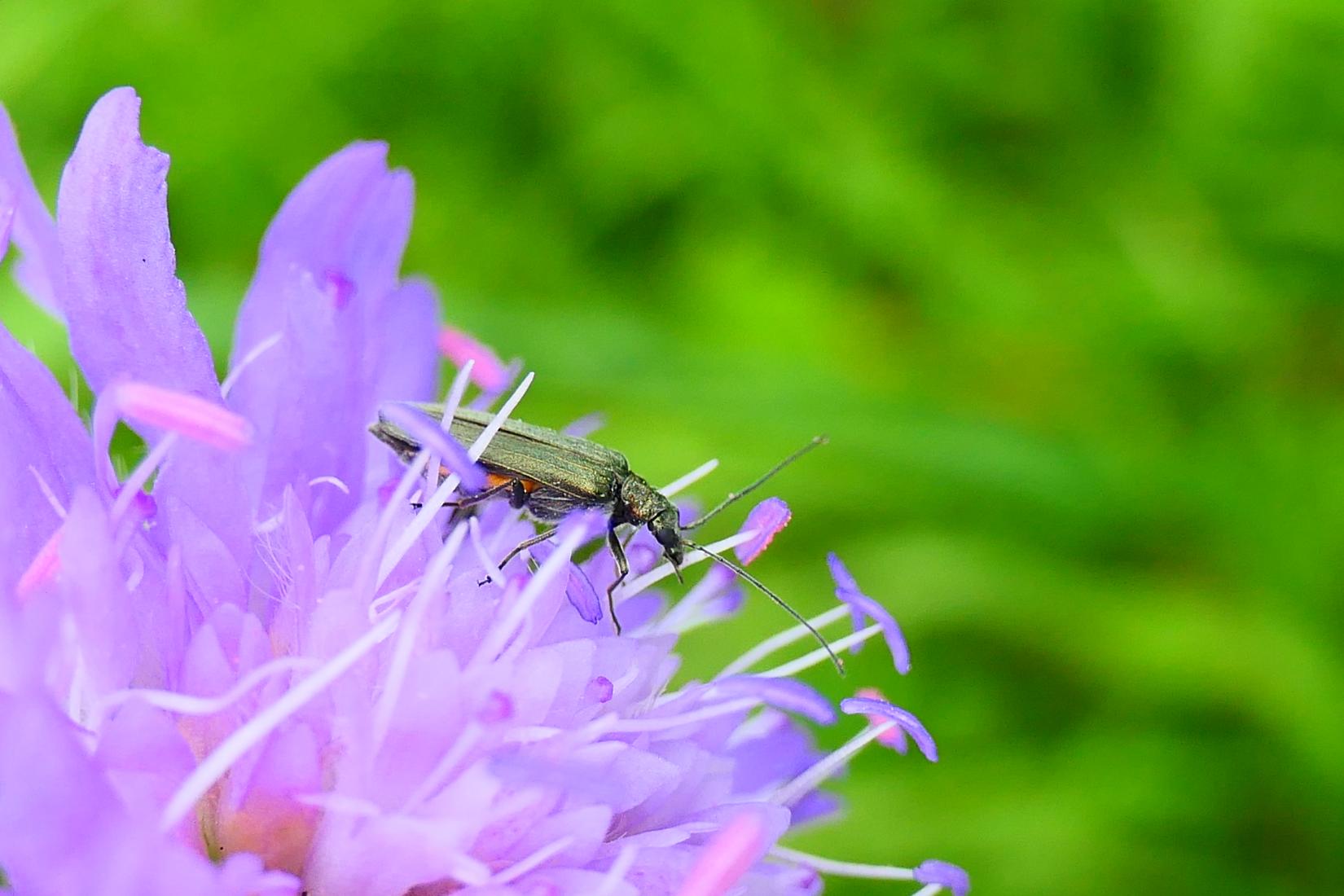 Scheinbockkäfer (Oedemera sp.)