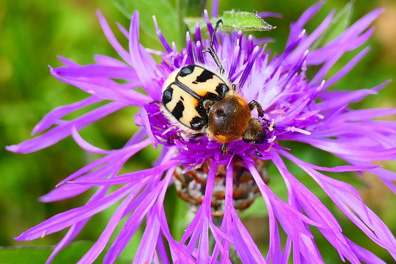 Pinselkäfer (Trichius sp.)