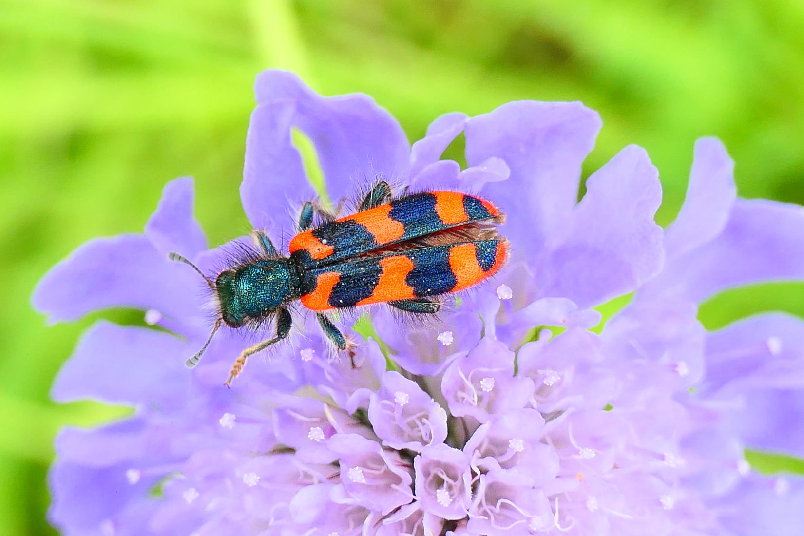 Zottiger Bienenkäfer (Trichodes alvearius)