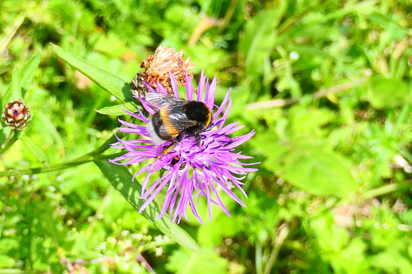 Dunkle Erdhummel 