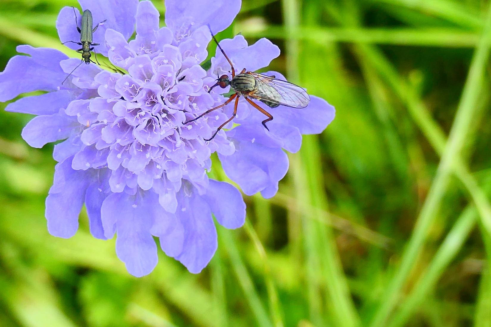 Tanzfliege (Empis sp.)