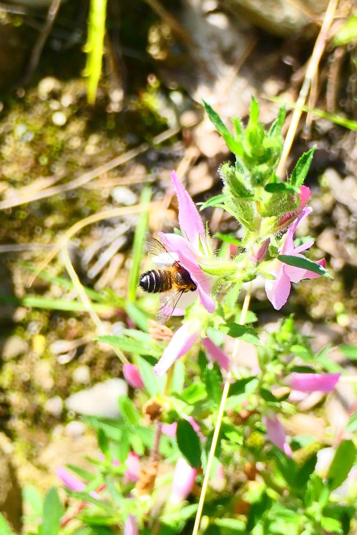 Garten-Blattschneiderbiene