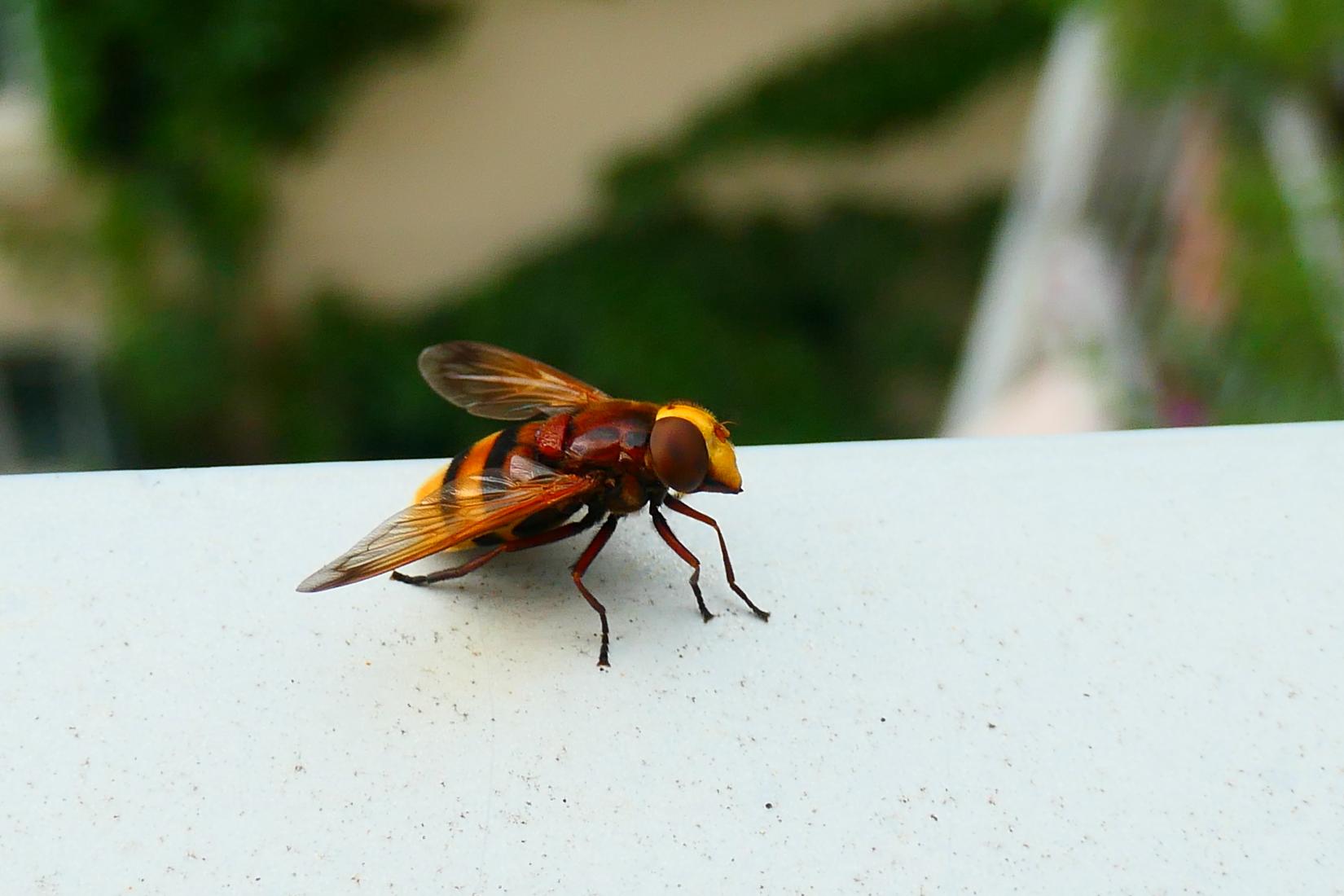 Hornissen-Schwebfliege (Volucella zonaria)