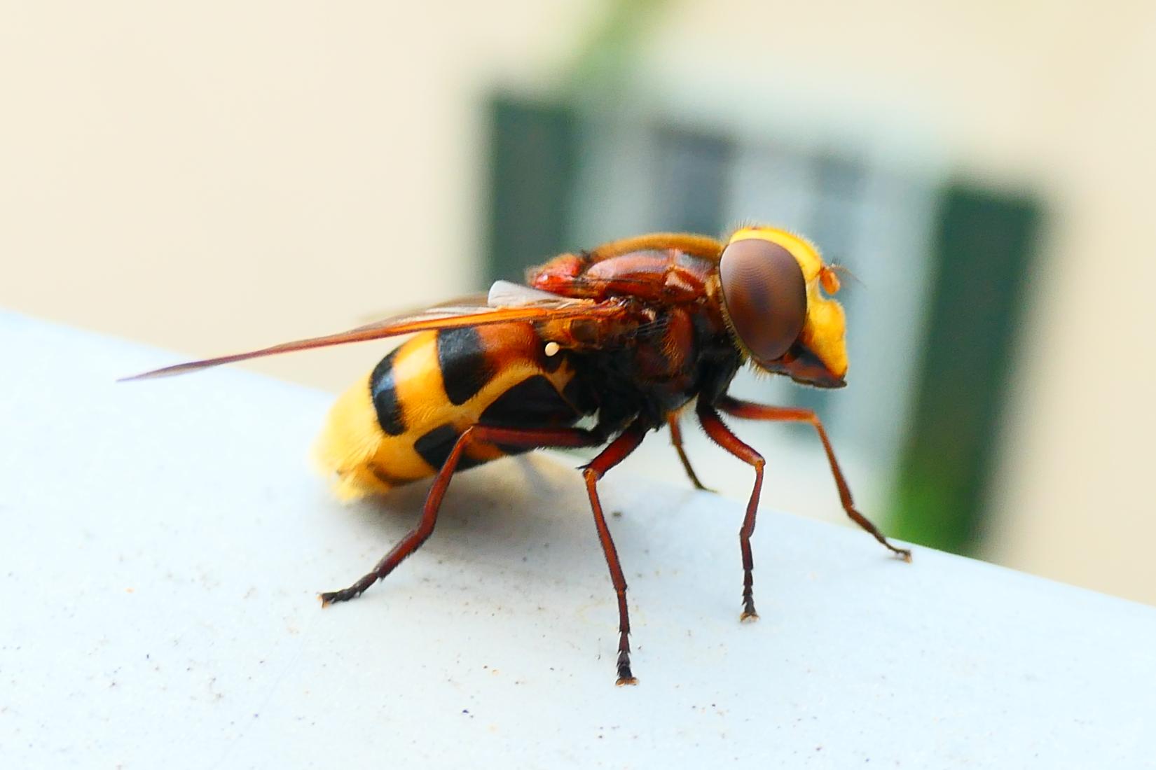 Hornissen-Schwebfliege (Volucella zonaria)