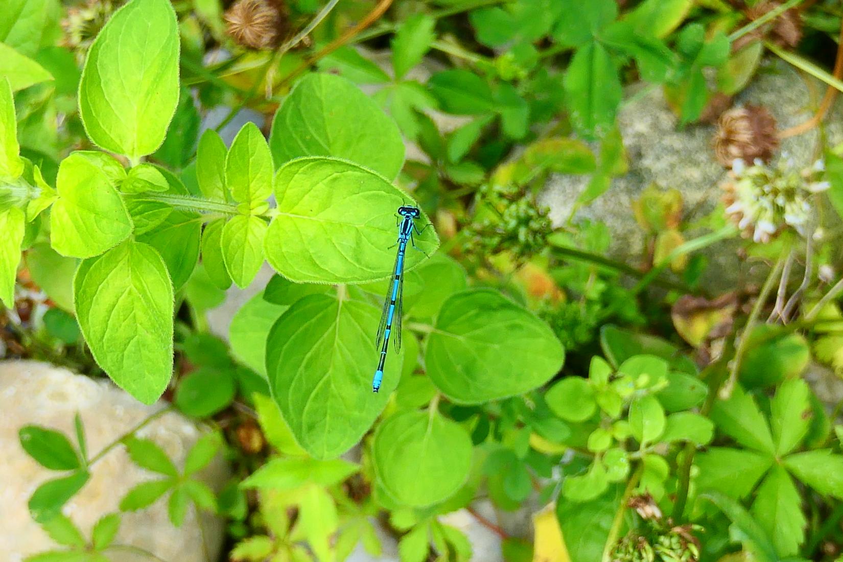 Libelle (Odonata)