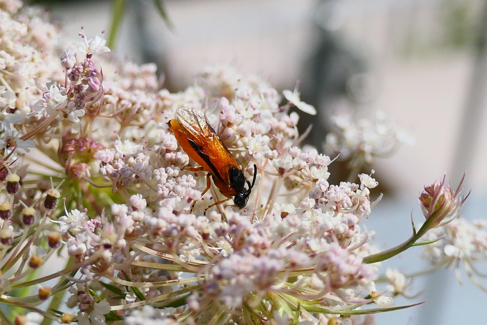 Rosenbürstenhornwespe