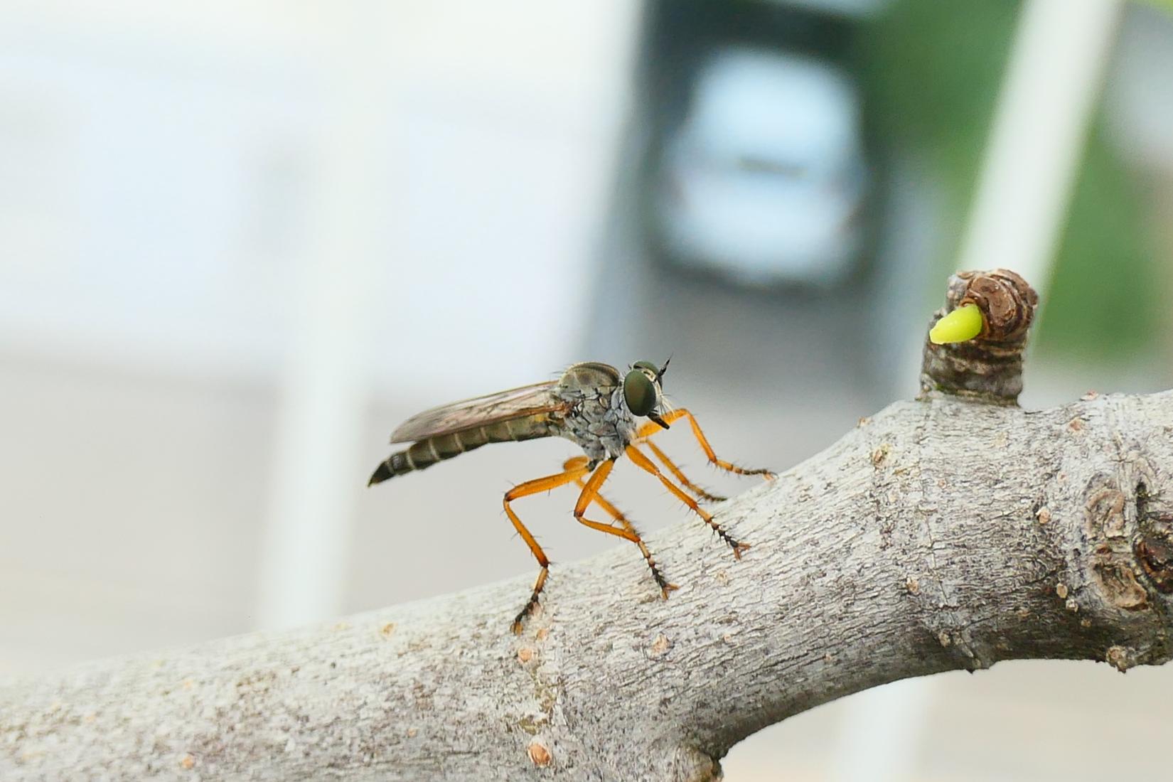 Raubfliege (Asilidae)