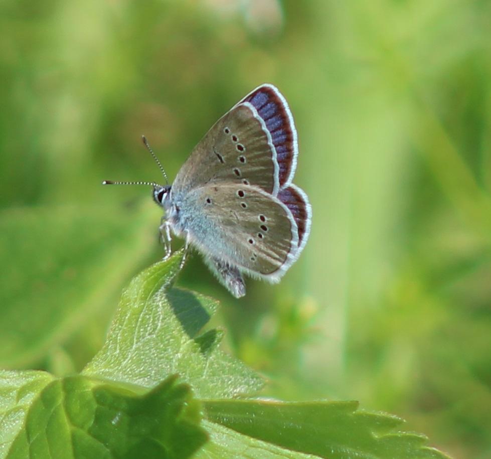 Violetter Waldbläuling