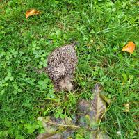 Igel