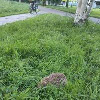 Igel