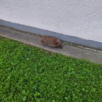 Igel