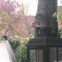 Eichhörnchen, Eichelherd, Bundspecht