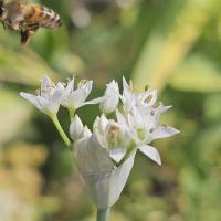 Beschreibung Wildbieneninsel