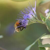 Ackerhummel 