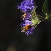 Ackerhummel 