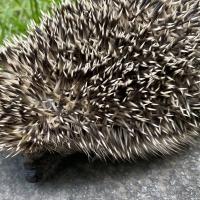 Igel