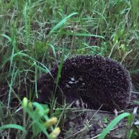 Igel