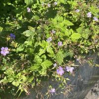 Beschreibung Wildbieneninsel