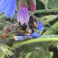 Bild von Wildbieneninsel