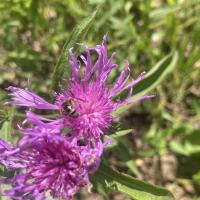 Bild von Wildbieneninsel