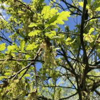 Bild von Wildbieneninsel