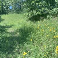 Bild von Wildbieneninsel