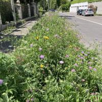 Bild von Wildbieneninsel