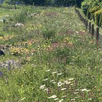 Bild von Wildbieneninsel