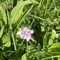 Bild von Wildbieneninsel