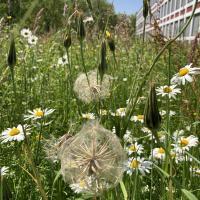 Bild von Wildbieneninsel