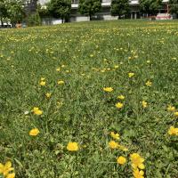 Bild von Wildbieneninsel