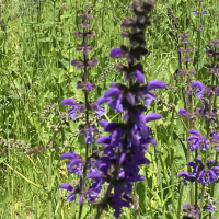 Bild von Wildbieneninsel