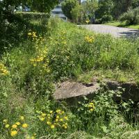 Bild von Wildbieneninsel